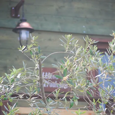 Palazzo Conforti Tree House