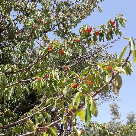 Palazzo Conforti Tree House B&B Marano Marchesato