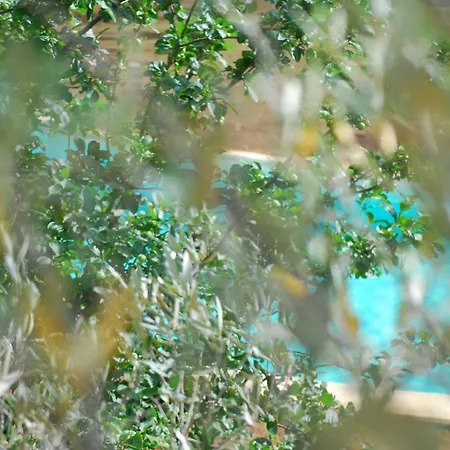 Palazzo Conforti Tree House Bed & Breakfast *