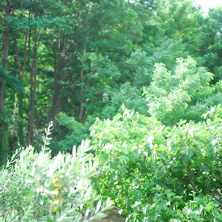 Palazzo Conforti Tree House Bed & Breakfast