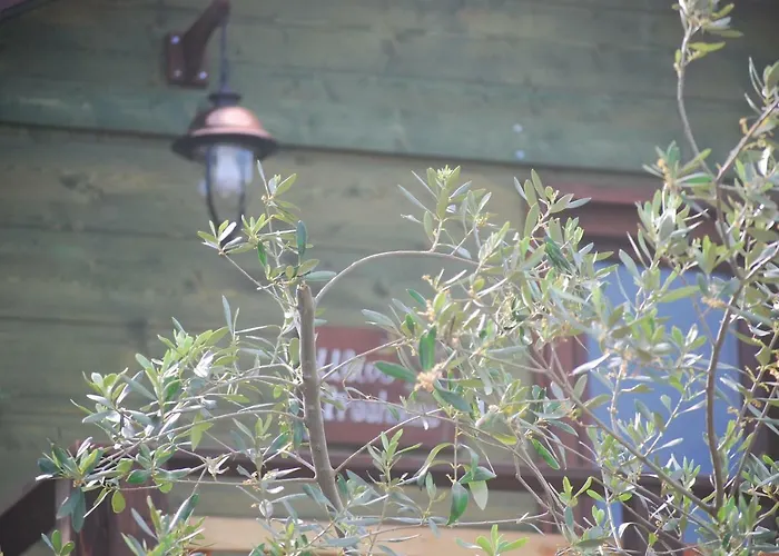 Palazzo Conforti Tree House